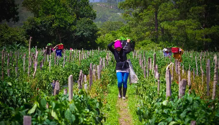 Honduras TMS woman in field farming