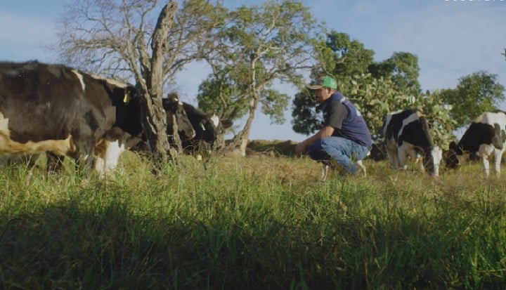 James Cortes a Farmer in Mexico in a green field with cows