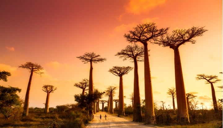 Baobab Tree Alley at Sunset