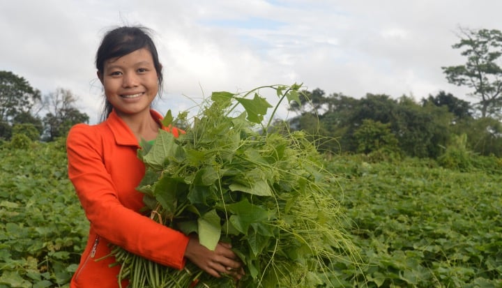 Gender Equality Mainstreaming A-woman-participates-in-agricultural-activities-in-Myanmar