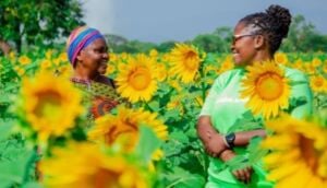 Sunflower farmer in Tanzania. Sustainable Agriculture and Zero Hunger
