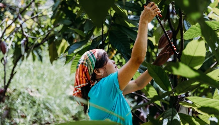 A woman cacao farmer in the Philippines