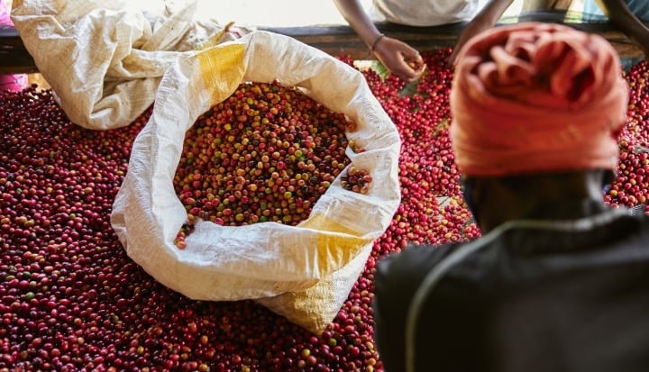 Sorting Coffee Beans in Rwanda - farmer wellbeing in the coffee supply chain