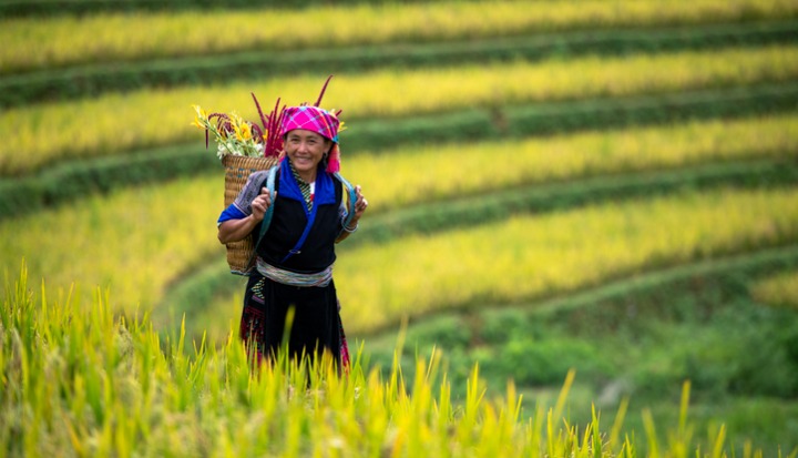 A Hmong Woman On Rice fields terraced of Mu Cang Chai, YenBai, Vietnam. stock photo