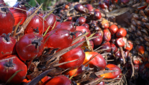 child labour in palm oil sector