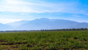 Bonsucro and Better Cotton Unite to Strengthen Climate Resilience in Agriculture